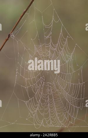 Winter Nebel Bejeweling ein Spinnen Web. Exeter Krematorium, Devon, Großbritannien. Stockfoto