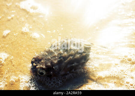 Strände an der Küste des Arabischen Meeres (Goa und Kerala), wo sie Krebse, Fische und Muscheln sammeln kann. Fisch - drückerfisch Stockfoto