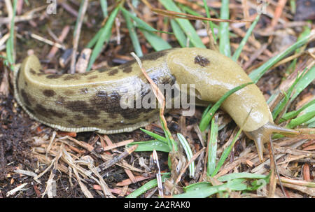 Eine pazifische Banane slug (Ariolimax columbianus) auf den feuchten Waldboden in der Canadian Pacific Northwest. Diese variabel gefärbt Metallklumpen, sagte zu. Stockfoto