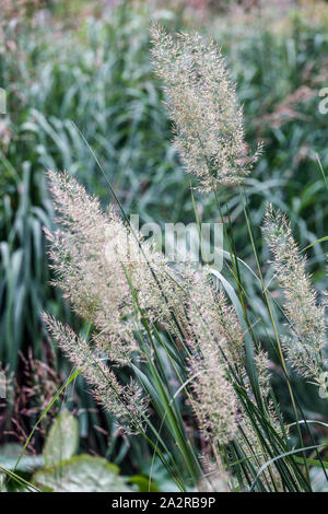 Koreanische Feather Reed Gras Calamagrostis arundinacea Stockfoto