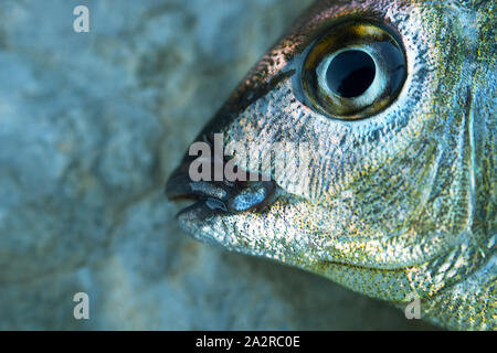 Seebrassen (Dorade, Sargus annularis) von der Küste der Krim am Schwarzen Meer. Brustbild Stockfoto