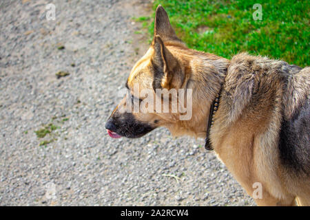 Eine tan und schwarz Schäferhund leckt seine Lippen, als es sich um seine Wohnung aussieht. Die Ohren stehen aufrecht und es trägt einen Kragen. Stockfoto