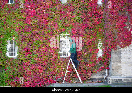 Bild vom 2. Oktober zeigt Gärtner David Brown Trimmen der größte Wand von Boston Efeu in Großbritannien am St John's College in Cambridge am Mittwoch Nachmittag. Der Gärtner hat das schöne Wetter wieder die Boston Efeu an einem Cambridge University College zu trimmen ist heute (Mi) als es beginnt spektakulär Schattierungen von rot zu werden. Die herrliche Efeu an den Wänden des Hl. JohnÕs College hat bereits begonnen, die Änderung von Grün auf Rot als England in sonniger Tag heute, nach sintflutartigen Regenfälle und Überschwemmungen in der vergangenen Nacht. Die Herbstliche Laub, das zieht viele bewundernde Beobachter Stockfoto