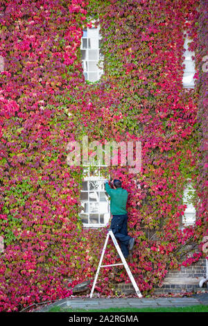 Bild vom 2. Oktober zeigt Gärtner David Brown Trimmen der größte Wand von Boston Efeu in Großbritannien am St John's College in Cambridge am Mittwoch Nachmittag. Der Gärtner hat das schöne Wetter wieder die Boston Efeu an einem Cambridge University College zu trimmen ist heute (Mi) als es beginnt spektakulär Schattierungen von rot zu werden. Die herrliche Efeu an den Wänden des Hl. JohnÕs College hat bereits begonnen, die Änderung von Grün auf Rot als England in sonniger Tag heute, nach sintflutartigen Regenfälle und Überschwemmungen in der vergangenen Nacht. Die Herbstliche Laub, das zieht viele bewundernde Beobachter Stockfoto