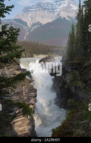 Athabasca Falls auf der oberen Athabasca River in Jasper National Park, Alberta, Kanada. Stockfoto