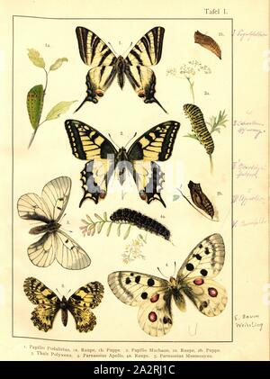 Schmetterlinge, Raupen und Puppen in Mitteleuropa 1, Papilio Art, Pieris Rapae, Thaïs Polyxena, clossiana Apollo, clossiana Mnemosyne, Platte I, nach S. XIII, Deuchert, Heinrich (Del.ad. Nat.); Slocombe, A. (Del. ad-Nat.), 1893, Max Korb; Heinrich Deuchert; A. Slocombe: Die Schmetterlinge Mittel-Europas: Darstellung und Beschreibung der hauptsächlichen mitteleuropäischen Schmetterlinge dieselben nebst Anleitung, zu fangen oder zu züchten und eine Sammlung anzulegen. Nürnberg: Theo. Stroeser's Kunstverlag, [1893 Stockfoto