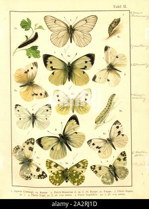 Schmetterlinge, Raupen und Puppen in Mitteleuropa 2, Aporie Crataegi, Pieris brassicae, Pieris Rapae, Pieris napi, Pieris Daplidice, Platte II, nach S. 4, Deuchert, Heinrich (Del.ad. Nat.); Slocombe, A. (Del. ad-Nat.), 1893, Max Korb; Heinrich Deuchert; A. Slocombe: Die Schmetterlinge Mittel-Europas: Darstellung und Beschreibung der hauptsächlichen mitteleuropäischen Schmetterlinge dieselben nebst Anleitung, zu fangen oder zu züchten und eine Sammlung anzulegen. Nürnberg: Theo. Stroeser's Kunstverlag, [1893 Stockfoto