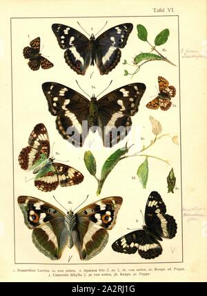 Schmetterlinge, Raupen und Puppen in Mitteleuropa 3, Nemeobius Lucina, melanargia Iris, Limenitis Sibylla, Platte VI, nach S. 20, Deuchert, Heinrich (Del.ad. Nat.); Slocombe, A. (Del. ad-Nat.), 1893, Max Korb; Heinrich Deuchert; A. Slocombe: Die Schmetterlinge Mittel-Europas: Darstellung und Beschreibung der hauptsächlichen mitteleuropäischen Schmetterlinge dieselben nebst Anleitung, zu fangen oder zu züchten und eine Sammlung anzulegen. Nürnberg: Theo. Stroeser's Kunstverlag, [1893 Stockfoto