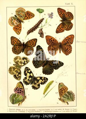 Schmetterlinge, Raupen und Puppen in Mitteleuropa 6, ceriagrion, Adippe, Ceriagrion tenellum, ceriagrion ab, ceriagrion Pandora, Melanargia galathea, Platte X, S. 36, Deuchert, Heinrich (Del.ad. Nat.); Slocombe, A. (Del. ad-Nat.), 1893, Max Korb; Heinrich Deuchert; A. Slocombe: Die Schmetterlinge Mittel-Europas: Darstellung und Beschreibung der hauptsächlichen mitteleuropäischen Schmetterlinge dieselben nebst Anleitung, zu fangen oder zu züchten und eine Sammlung anzulegen. Nürnberg: Theo. Stroeser's Kunstverlag, [1893 Stockfoto