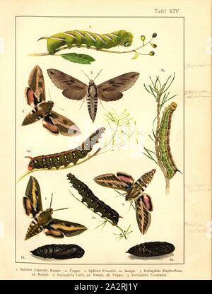 Schmetterlinge, Raupen und Puppen in Mitteleuropa 7, Spinx Ligustri, Sphinx Pinastri, Deilephila Euphorbiae, Deilephila Galii, Deilephila Livornica, Platte XIV, nach S.52, Deuchert, Heinrich (Del.ad. Nat.); Slocombe, A. (Del. ad-Nat.), 1893, Max Korb; Heinrich Deuchert; A. Slocombe: Die Schmetterlinge Mittel-Europas: Darstellung und Beschreibung der hauptsächlichen mitteleuropäischen Schmetterlinge dieselben nebst Anleitung, zu fangen oder zu züchten und eine Sammlung anzulegen. Nürnberg: Theo. Stroeser's Kunstverlag, [1893 Stockfoto