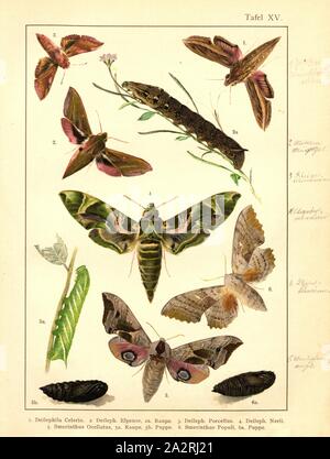 Schmetterlinge, Raupen und Puppen in Mitteleuropa 8, Celerio Deileph Deilephila Elpenor,.,.,, Deileph Porcellus, Deileph., Nerii, Smerinthus ocellatus, Smerinthus populi, Platte XV, nach S. 60, Deuchert, Heinrich (Del.ad. Nat.); Slocombe, A. (Del. ad-Nat.), 1893, Max Korb; Heinrich Deuchert; A. Slocombe: Die Schmetterlinge Mittel-Europas: Darstellung und Beschreibung der hauptsächlichen mitteleuropäischen Schmetterlinge dieselben nebst Anleitung, zu fangen oder zu züchten und eine Sammlung anzulegen. Nürnberg: Theo. Stroeser's Kunstverlag, [1893 Stockfoto