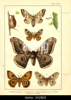 Schmetterlinge, Raupen und Puppen in Mitteleuropa 12, Endromis Versicolora, Saturnia Pyri, Saturnia Pavonia, aglia Tau, Platte XXI, nach S.96, Deuchert, Heinrich (Del.ad. Nat.); Slocombe, A. (Del. ad-Nat.), 1893, Max Korb; Heinrich Deuchert; A. Slocombe: Die Schmetterlinge Mittel-Europas: Darstellung und Beschreibung der hauptsächlichen mitteleuropäischen Schmetterlinge dieselben nebst Anleitung, zu fangen oder zu züchten und eine Sammlung anzulegen. Nürnberg: Theo. Stroeser's Kunstverlag, [1893 Stockfoto