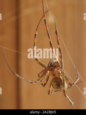 Spinne in norwegischen Keller Stockfoto