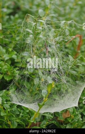 Winter Nebel Bejeweling ein Spinnen Web. Exeter Krematorium, Devon, Großbritannien. Stockfoto