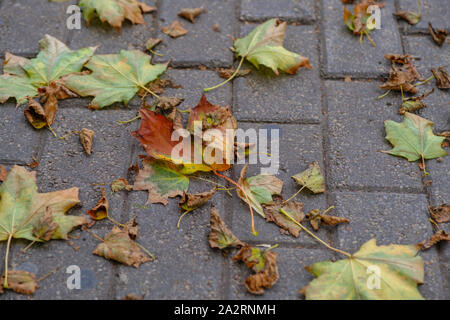 Den Stein weg ist mit der gefallenen Laub im Stadtpark im Herbst gestreut. Herbst in der Stadt. Stockfoto