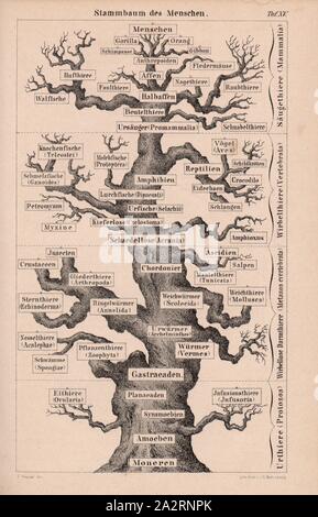 Stammbaum des Menschen, der Stammbaum des Menschen nach Ernst Haeckel, unterzeichnet: E.Haeckel del, Lith., v, J.G. Bach, Taf. XV, Haeckel, Ernst (Del.); Bach, J. G. (Lith.), 1877, Ernst Haeckel: anthropogenie oder Entwickelungsgeschichte des Menschen. Leipzig: Engelmann, 1877 Stockfoto