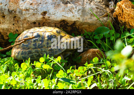 Griechische Landschildkröte (Testudo graeca) צב יבשה מצוי Stockfoto