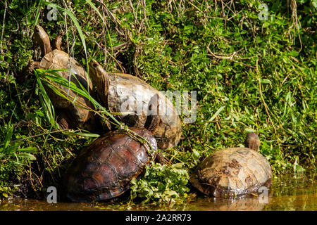 Westlichen Kaspischen Schildkröte (Mauremys rivulata) Stockfoto