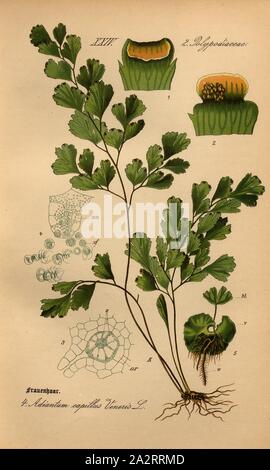 Maidenhair, Adiantum capillus Veneris L.-maidenhair fern, Familie: 2. Polypodiaceae-beschmutzte Familie Pilz, PL. 4, S. 16 (vol. 1), 1886, Otto Wilhelm Thomé: Prof. Dr. Thomé, Flora von Deutschland, Österreich und der Schweiz in Wort und Bild. Gera-Untermhaus: Verlag von Fr. Eugen Köhler, [1886 Stockfoto