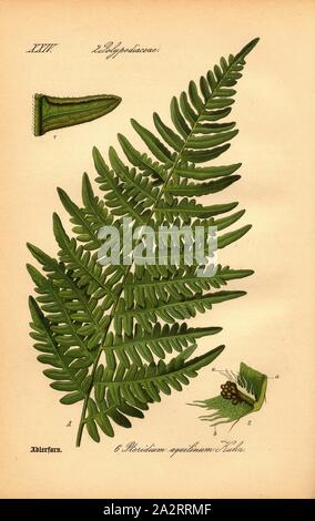 , Adlerfarn Pteridium aquilinum Kuhn - Bracken, Familie: 2. Polypodiaceae-beschmutzte Familie Pilz, PL. 6, S. 18 (vol. 1), 1886, Otto Wilhelm Thomé: Prof. Dr. Thomé, Flora von Deutschland, Österreich und der Schweiz in Wort und Bild. Gera-Untermhaus: Verlag von Fr. Eugen Köhler, [1886 Stockfoto