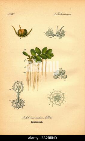 Floating Blatt, Salvinia natans Allioni - Gemeinsames Schwimmbad Blatt Familie: 6. Flourfoot Salviniaceae-Familie, PL. 17, S. 46 (vol. 1), 1886, Otto Wilhelm Thomé: Prof. Dr. Thomé, Flora von Deutschland, Österreich und der Schweiz in Wort und Bild. Gera-Untermhaus: Verlag von Fr. Eugen Köhler, [1886 Stockfoto