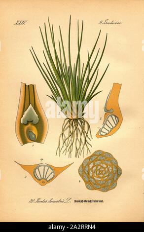 Marsh quillwort, Isoetes lacustris L.-Sumpf oder dorade Kraut Familie: 9. Isoetaceae-krautigen Pflanzen, PL. 20, S. 52 (Bd. 1, Bl. 1), 1886, Otto Wilhelm Thomé: Prof. Dr. Thomé, Flora von Deutschland, Österreich und der Schweiz in Wort und Bild. Gera-Untermhaus: Verlag von Fr. Eugen Köhler, [1886 Stockfoto