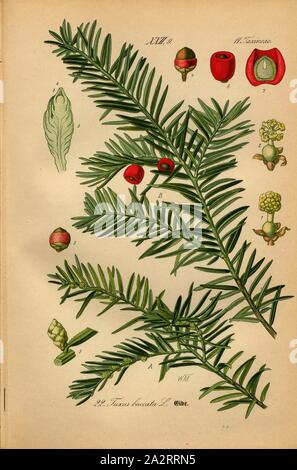 Eibe, Taxus whipplei L. - Europäische Eibe, Familie: 11. Taxineae - Eibe Pflanzen, unterzeichnet: WM, PL. 22, S. 56 (vol. 1), Müller, W., 1886, Otto Wilhelm Thomé: Prof. Dr. Thomé, Flora von Deutschland, Österreich und der Schweiz in Wort und Bild. Gera-Untermhaus: Verlag von Fr. Eugen Köhler, [1886 Stockfoto