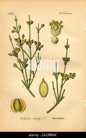 Meerträubel, Ephedra distachya L.-meerträubchen oder Meerträubel, Familie: 14. Gnetacae - Gnetum Familie, PL. 28, S. 66 (vol. 1), 1886, Otto Wilhelm Thomé: Prof. Dr. Thomé, Flora von Deutschland, Österreich und der Schweiz in Wort und Bild. Gera-Untermhaus: Verlag von Fr. Eugen Köhler, [1886 Stockfoto