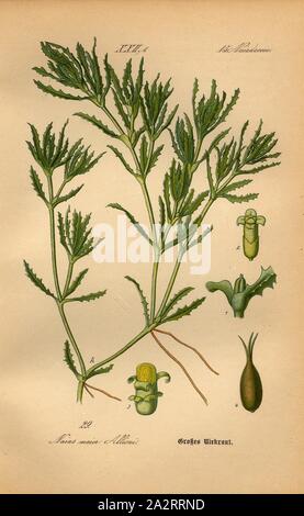 Big Nixkraut, Naias großen Allioni - Große Meerjungfrau oder große Muschel Kräuter, Familie: 15. Naiadaceae - Maiden Familie, PL. 29, S. 72 (Vol. 1), 1886, Otto Wilhelm Thomé: Prof. Dr. Thomé, Flora von Deutschland, Österreich und der Schweiz in Wort und Bild. Gera-Untermhaus: Verlag von Fr. Eugen Köhler, [1886 Stockfoto