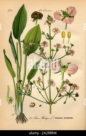 Grasfrosch Löffel, Alisma Plantago L. - Grasfrosch Löffel, Familie: 18. Frogshead Alismaceae-Familie, Platte 35, nach s. 82 (Vol. 1), 1886, Otto Wilhelm Thomé: Prof. Dr. Thomé, Flora von Deutschland, Österreich und der Schweiz in Wort und Bild. Gera-Untermhaus: Verlag von Fr. Eugen Köhler, [1886 Stockfoto