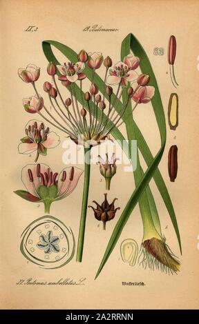 Butomus umbellatus Wasserliesch, L.-Wasserliesch, Umbelliferous Swan Blume, Wasser Fläschchen, Familie: 19 Butomaceae - Schwanenblumegewächse, Platte 37, nach s. 84 (Vol. 1), 1886, Otto Wilhelm Thomé: Prof. Dr. Thomé, Flora von Deutschland, Österreich und der Schweiz in Wort und Bild. Gera-Untermhaus: Verlag von Fr. Eugen Köhler, [1886 Stockfoto