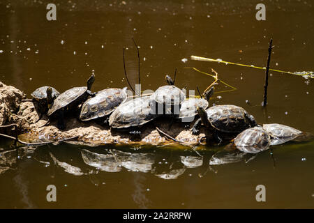 Westlichen Kaspischen Schildkröte (Mauremys rivulata) Stockfoto