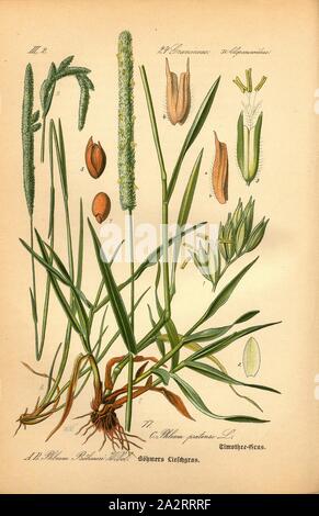 Böhmers Lieschgras und Timothee-Gras, A und B: phleum Böhmeri Wibel - böhmers Lieschgras oder Glanz-Lieschgras, C: Phleum Pratense L. - Timothy Gras oder Wiese Gras, Familie: 24. Gramineae, 7. Foxtail Alopecuroideae - Gräser, Gräser, unterzeichnet: WM, Platte 77, nach s. 170 (Vol. 1), Müller, W., 1886, Otto Wilhelm Thomé: Prof. Dr. Thomé, Flora von Deutschland, Österreich und der Schweiz in Wort und Bild. Gera-Untermhaus: Verlag von Fr. Eugen Köhler, [1886 Stockfoto