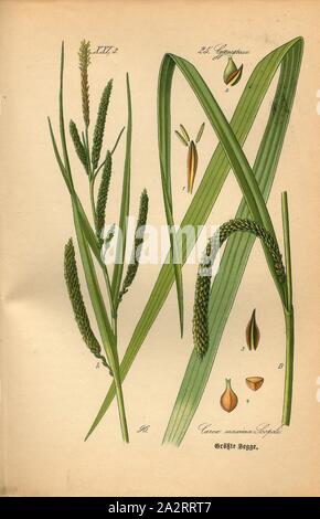 Unsere Segge, Carex maxima Scopoli hängenden oder größten Segge, Familie: 25. Cyperaceae - Ried Gräser, PL. 96, Nach S. 234 (Vol. 1), 1886, Otto Wilhelm Thomé: Prof. Dr. Thomé, Flora von Deutschland, Österreich und der Schweiz in Wort und Bild. Gera-Untermhaus: Verlag von Fr. Eugen Köhler, [1886 Stockfoto