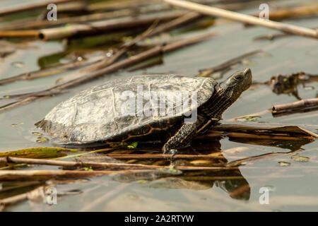 Westlichen Kaspischen Schildkröte (Mauremys rivulata) Stockfoto