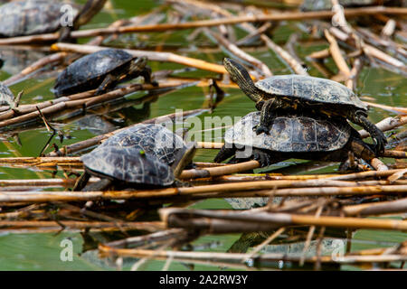 Westlichen Kaspischen Schildkröte (Mauremys rivulata) Stockfoto