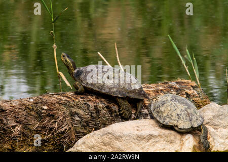 Westlichen Kaspischen Schildkröte (Mauremys rivulata) Stockfoto