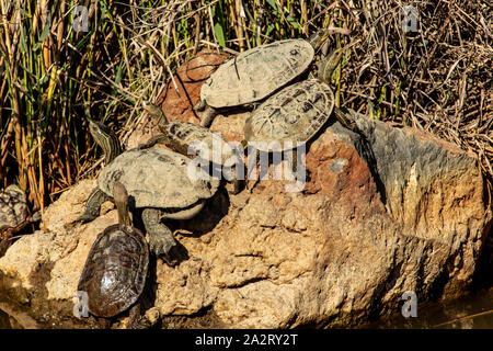 Westlichen Kaspischen Schildkröte (Mauremys rivulata) Stockfoto