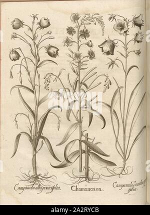 Campanula persicifolia, alba coerulea persifolia Chamaenerion, Campanula, Glockenblume, Kupferstich, S. 348, Besler, Basilius; Jungermann, Ludwig, 1713, Basilius Besler: Hortus Eystettensis (...). Nürnberg, 1713 Stockfoto