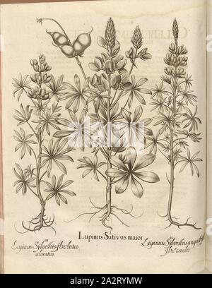 Lupine Abies gelbe Blume Geruch, Lupine Lupinus angustifolius Sativus größere, Blüte blau Abies, Lupinen, Kupferstich, S. 650, Besler, Basilius; Jungermann, Ludwig, 1713, Basilius Besler: Hortus Eystettensis (...). Nürnberg, 1713 Stockfoto