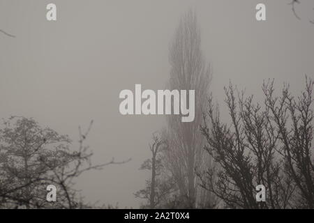 Silhouetted Bäume auf einem nebligen Wintertag, schwarze Pappel und Erle. Exeter, Devon, Großbritannien. Stockfoto