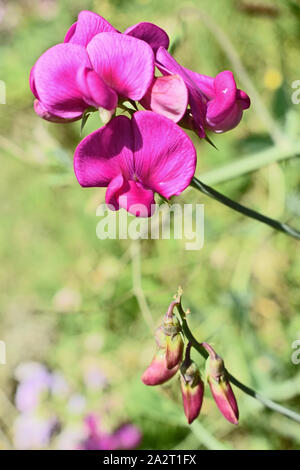 Wild pink Sweet pea Blumen wachsen in einem Park Stockfoto