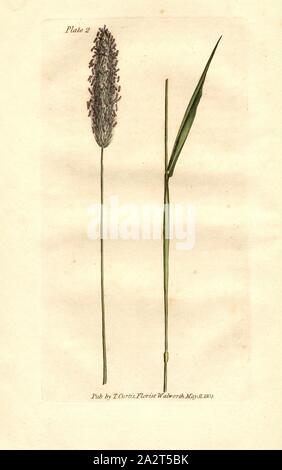 Wiese Fox-Tail Gras, Alopecurus pratensis (Wiese Foxtail), unterzeichnet: Pub., S. Curtis, Platte 2, S. 6, Curtis, S. (Hrsg.), William Curtis: Praktische Erklärungen des britischen Gräser, vor allem solche, die am besten für die Festlegung oder Verbesserung der Wiesen und Weiden: ebenfalls, eine Aufzählung der Britischen Gräser angepasst. London: gedruckt für H. D. Symonds, 1805 Stockfoto