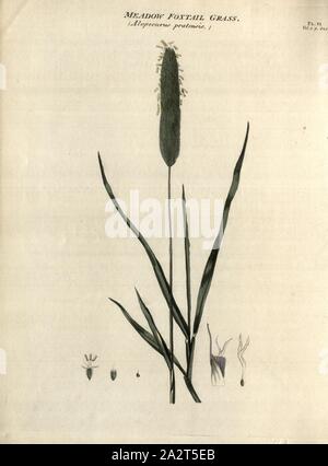 Wiese Foxtail Grass (Alopeourus pratensis), Wiese Foxtail, Abb. 6, PL. VI, nach S. 824, R.W. Dickson: die praktische Landwirtschaft, oder ein komplettes System der modernen Tierhaltung: Mit den Methoden der Anpflanzung, und die Verwaltung der Live Stock. Bd. 1, Bl. 2. London: gedruckt für Richard Phillips; von R. Taylor und Co., 1805 Stockfoto