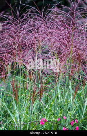 Little Dot Grass Miscanthus sinensis „Puenktchen“ Mädchen Gras Miscanthus Chinesisches Silbergras Eulalia, Stiele, Laub, rote Federn im Oktober Stockfoto