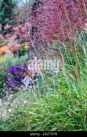 Kleiner Punkt Gras Miscanthus sinensis 'Puenktchen' Stockfoto