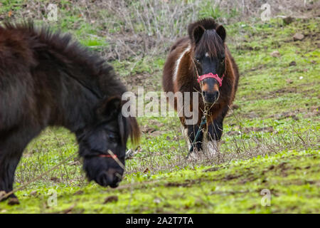 Zwei weidende Pony mit Farnen und Palmen im Hintergrund. Reiten und Wandern auf grünem Gras und Steine. Ein wolkig aber warm und angenehm im Winter Tag in der Stockfoto