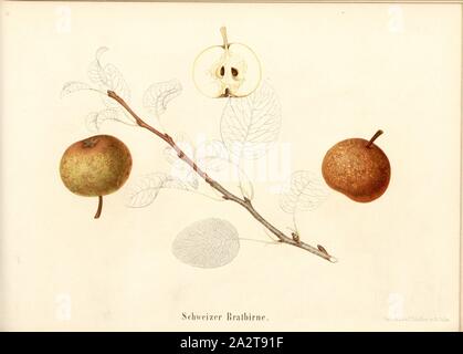 Schweizer gebratener Birne, Birnbaumholz, unterzeichnet: Farbendruck v., J. Tribelhorn, Abb. 33, Tribelhorn, J. (Imp.) 1863, Schweizerisch. Landwirtschaftl. Verein (Hg.): die Schweizerische Obstsorten. [U.a.]: Schweizerischer Landwirtschaftlicher Verein, [1863 Stockfoto