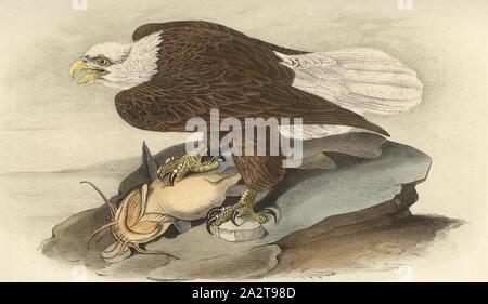 White-headed Sea Eagle, oder kahle Adler, Weißkopfseeadler (Haliaeetus leucocephalus), unterzeichnet: J.J. Audubon, J.T. Bowen, Lithografie, PL. 14 (vol. 1), John James Audubon: Die Vögel von Amerika: von Zeichnungen in den Vereinigten Staaten und in ihrem Hoheitsgebiet hergestellt. New York: Audubon, 1856 Stockfoto