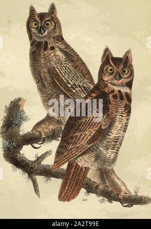 Great-Horned Eule, Great Horned Owl (Bubo virginianus), unterzeichnet: J.J. Audubon, J.T. Bowen, Lithographie, PL. 39 (vol. 1), Audubon, John James (gezeichnet); Bowen, J.T. (Lith.), 1856, John James Audubon: Die Vögel von Amerika: von Zeichnungen in den Vereinigten Staaten und in ihrem Hoheitsgebiet hergestellt. New York: Audubon, 1856 Stockfoto